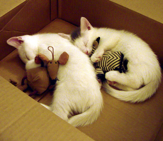 年度焦点之战，莱比锡红牛爆冷击败威尔士，足球世界的震撼一夜