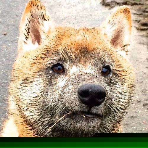 杜兰特单骑闯关,当三叉戟掌控胜负,篮球场上演欧冠级绞杀