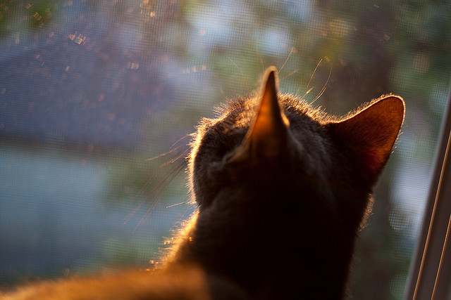 跨越时空的体育交响曲,上海力克掘金与范弗利特的欧冠之夜