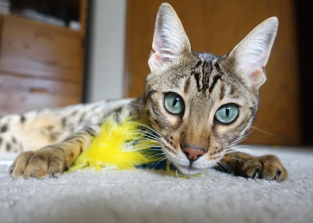 哥斯达黎加奇迹与C罗的统治,足球世界中的速度与激情