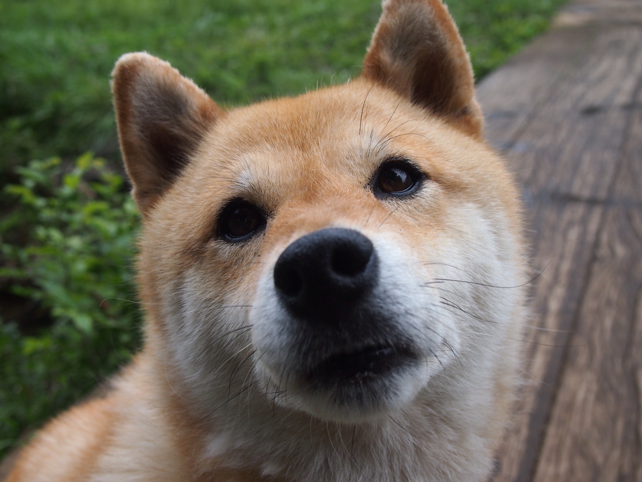 跨越太平洋的篮球叙事，当深圳遭遇纽约式压迫，武切维奇在总决赛定义接管