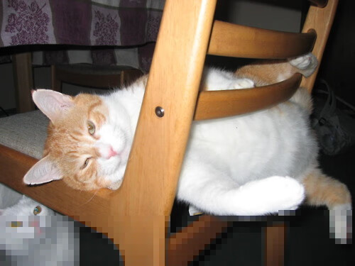 跨界体育风云,哥斯达黎加足球震撼雷恩,门迪篮球主宰NBA季后赛