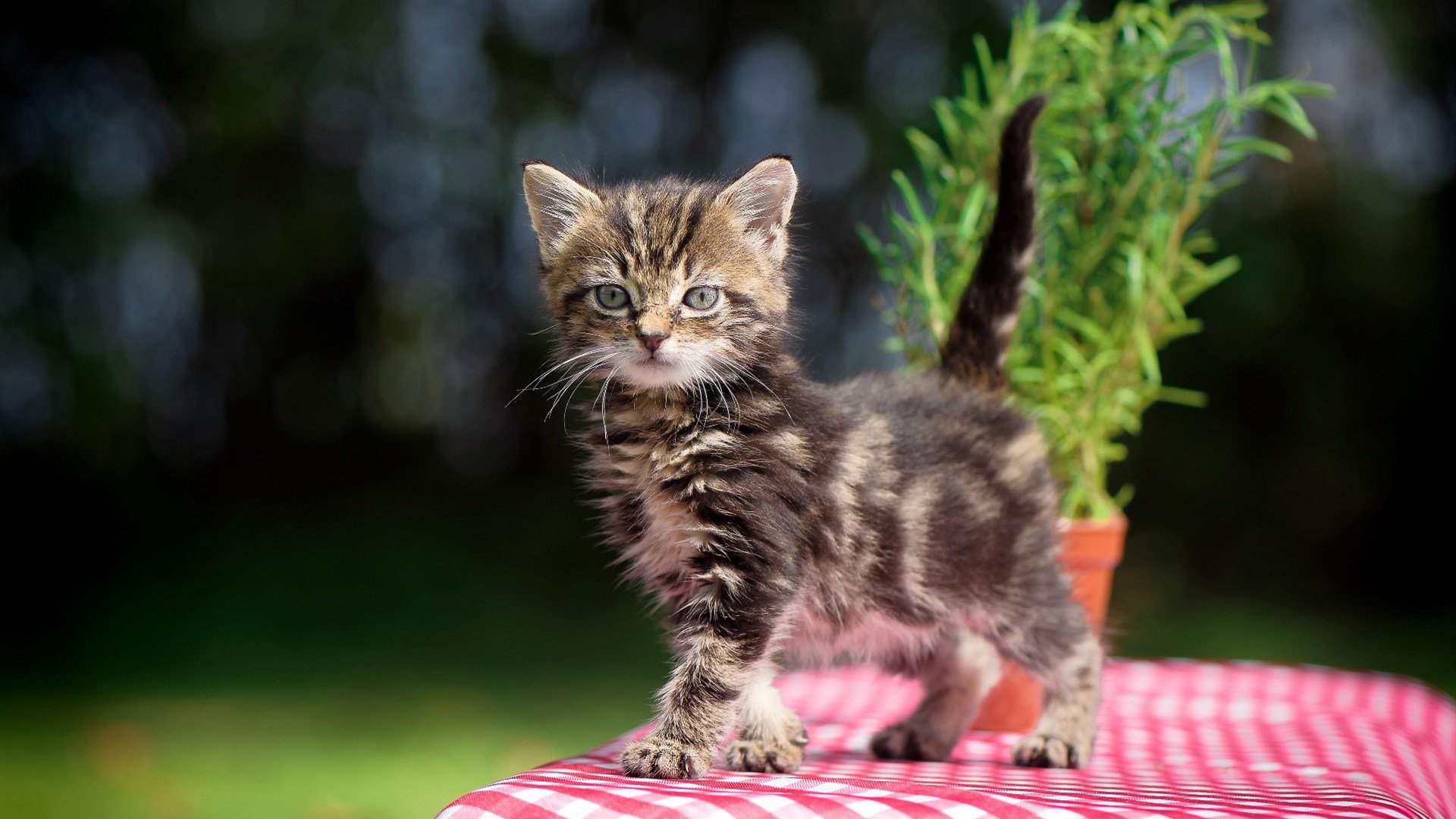 指尖操纵绿茵场，三笘薰的欧冠淘汰赛魔法