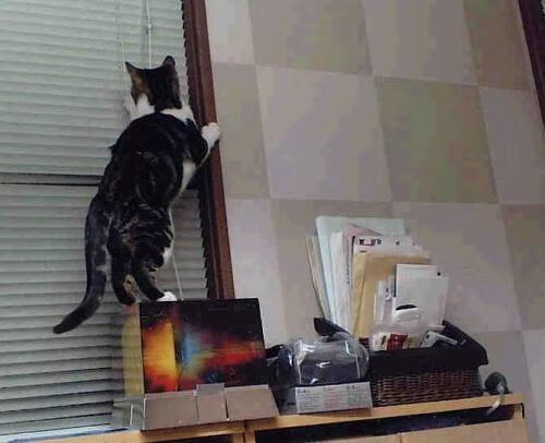 体育双雄,塞内加尔绿茵晋级与巴斯托尼篮球主宰