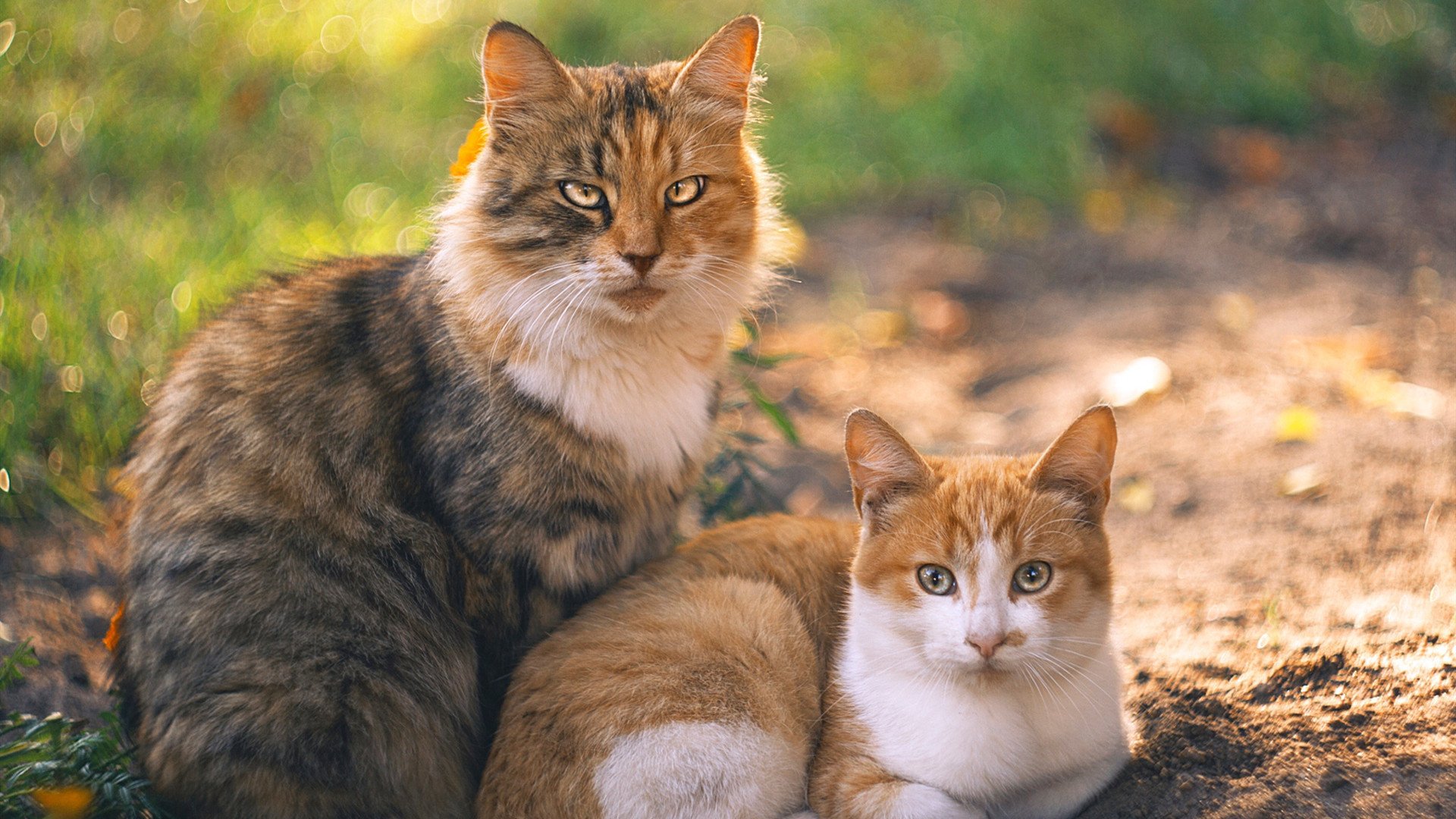 意甲焦点战之夜，卡瓦哈尔关键节点连斩奠定胜局