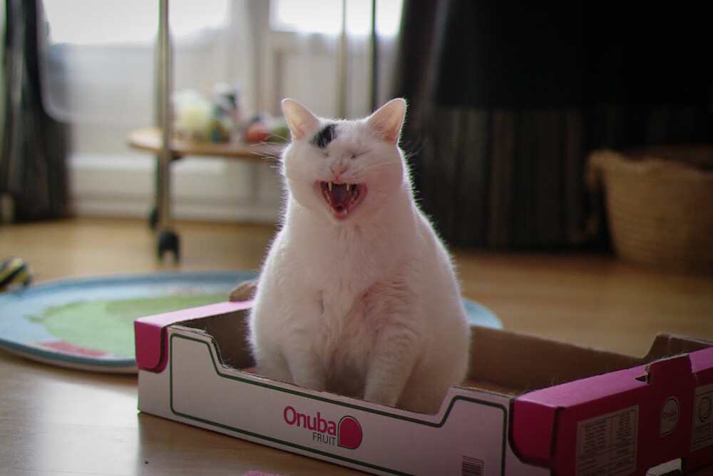 41岁的神迹，莫德里奇加时绝响，却成非洲风暴的悲怆注脚