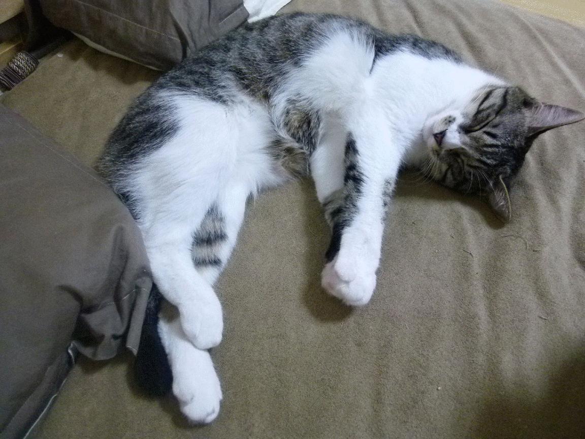 东决关键战之夜,加克波连续得分拉开差距