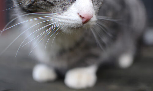 弗拉霍维奇寒锋出鞘，一剑封喉助马里争冠战碾压摩纳哥