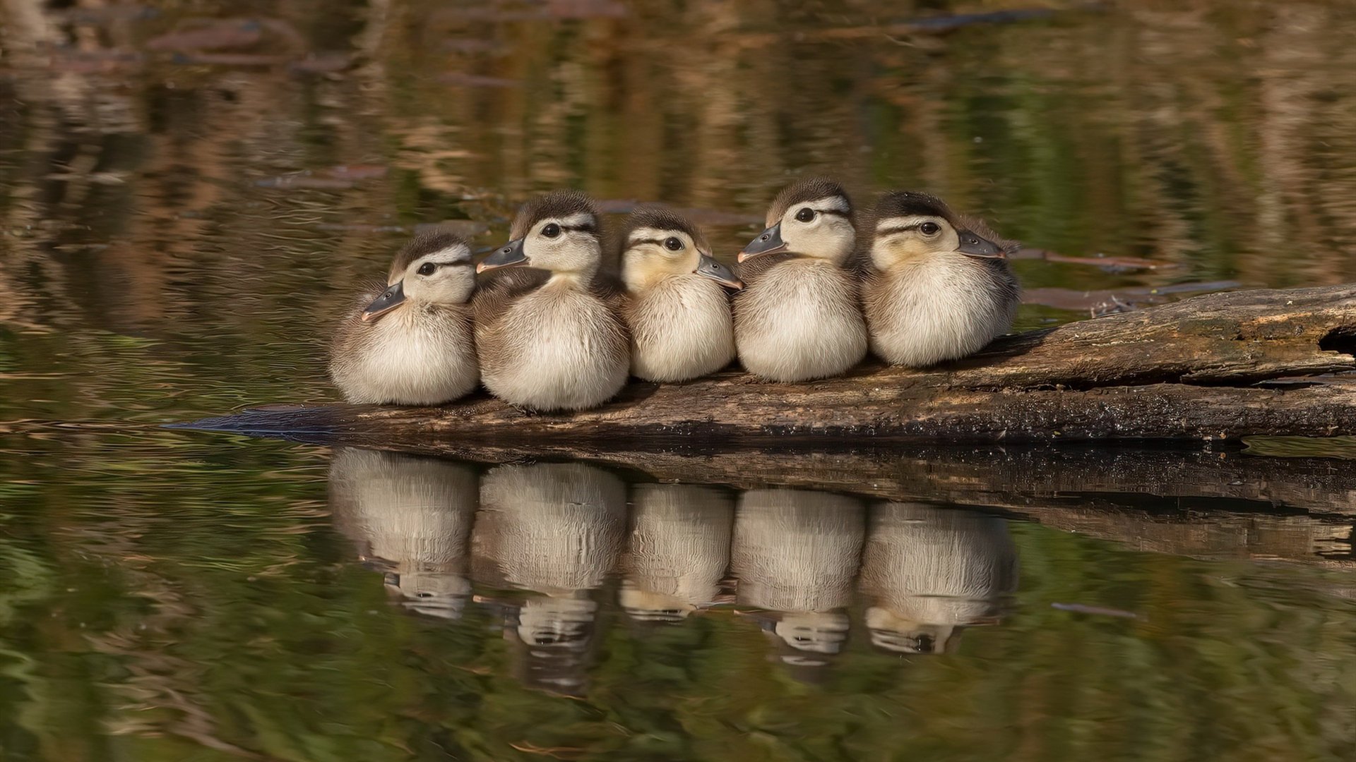 关键先生迪亚斯力挽狂澜，芬兰战术铁壁，难阻突尼斯利刃出鞘