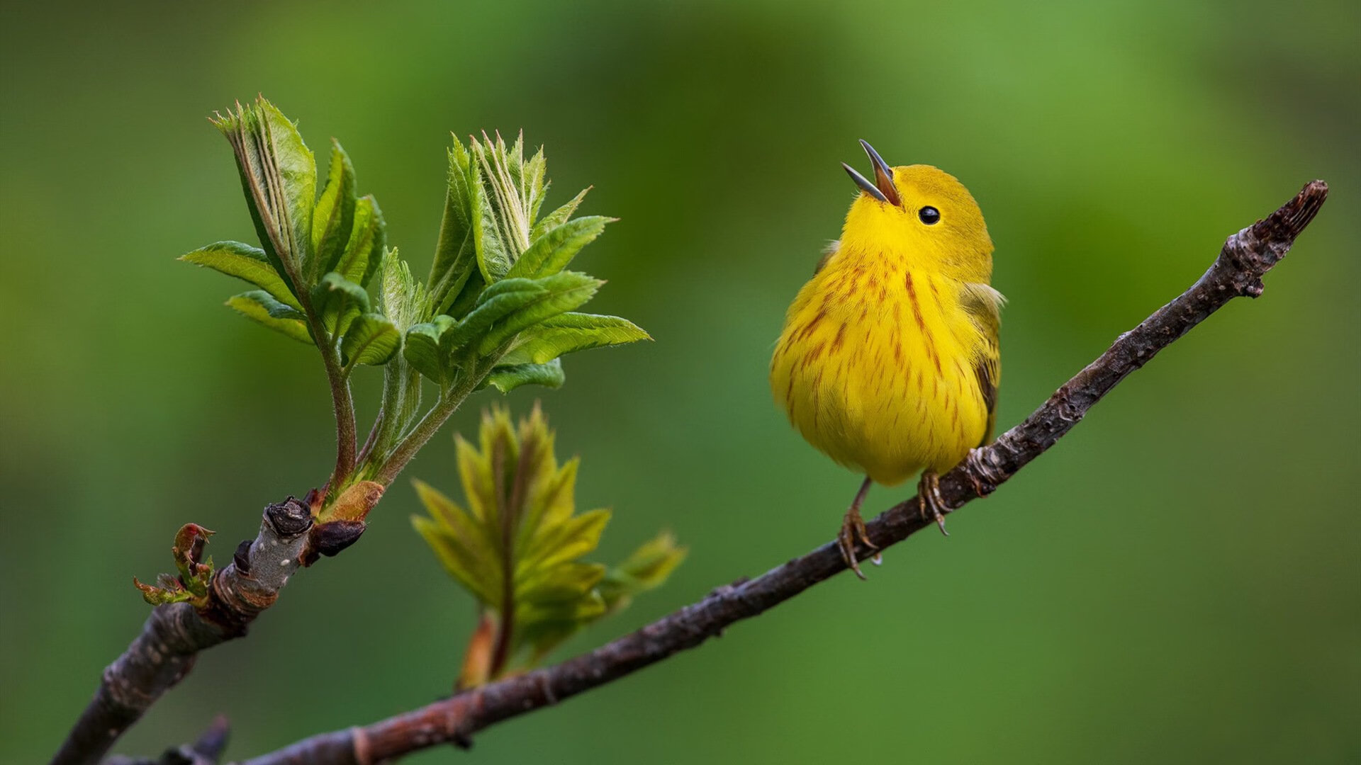 体育史上的双重奏，葡萄牙淘汰阿根廷，帕尔默西决生死战封神