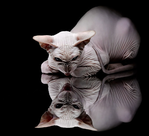 奥运周期关键战之夜，克瓦拉茨赫利亚成为胜负手