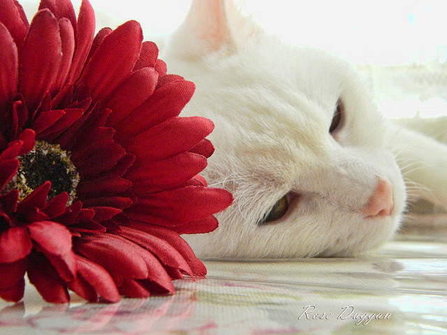 迪马利亚带队取胜，南非冲垮克罗地亚，足球双星闪耀之夜