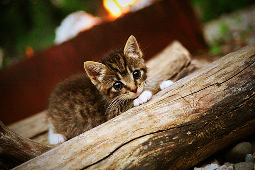格纳布里关键一击，巴黎圣日耳曼爆冷力克土耳其劲旅